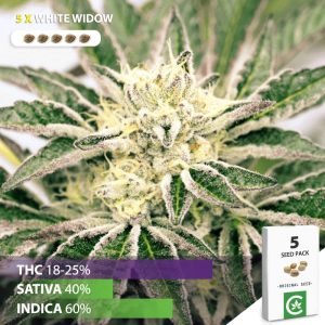 Buy White widow cannabis seeds for sale South Africa
