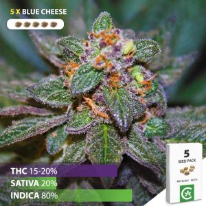 Buy Blue Cheese cannabis seeds for sale in South Africa