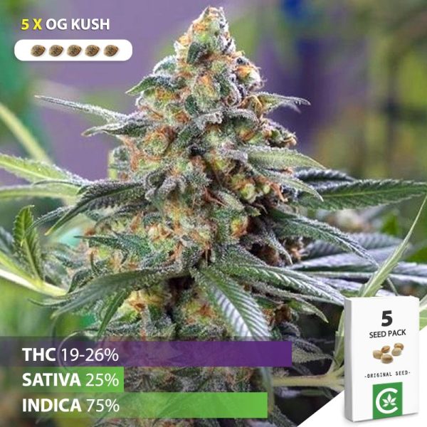 Buy OG Kush cannabis seeds for sale South Africa