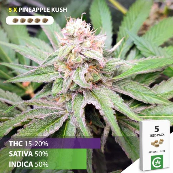 Buy Pineapple kush seeds for sale in South Africa