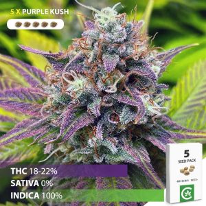 Buy Purple Kush seeds for sale in South Africa
