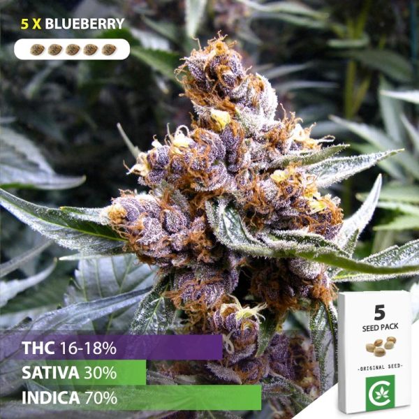 Buy Blueberry cannabis seeds for sale in South Africa