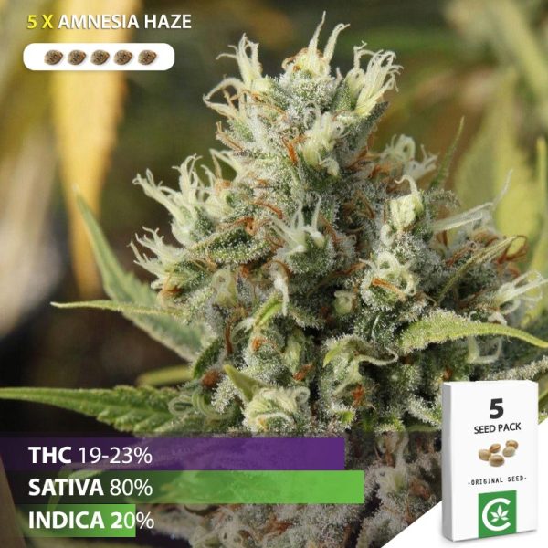 buy Amnesia Haze cannabis seeds for sale south africa 5 pack