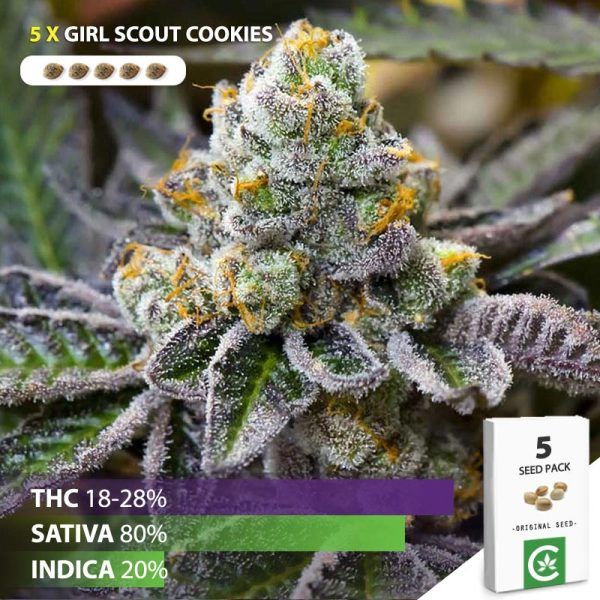 Buy Girl Scout Cookies cannabis seeds for sale in South Africa