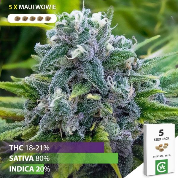 buy Maui Wowie cannabis seeds for sale south africa 5 pack
