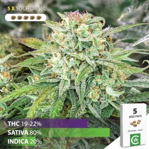 buy Sour Diesel cannabis seeds for sale south africa 5 pack