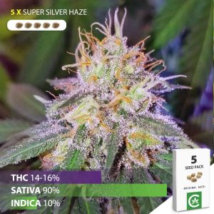 buy Super silver haze cannabis seeds for sale south africa 5 pack