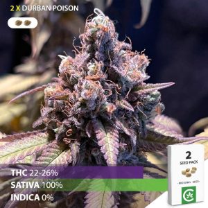 buy Durban Poison cannabis seeds for sale south africa 2 pack
