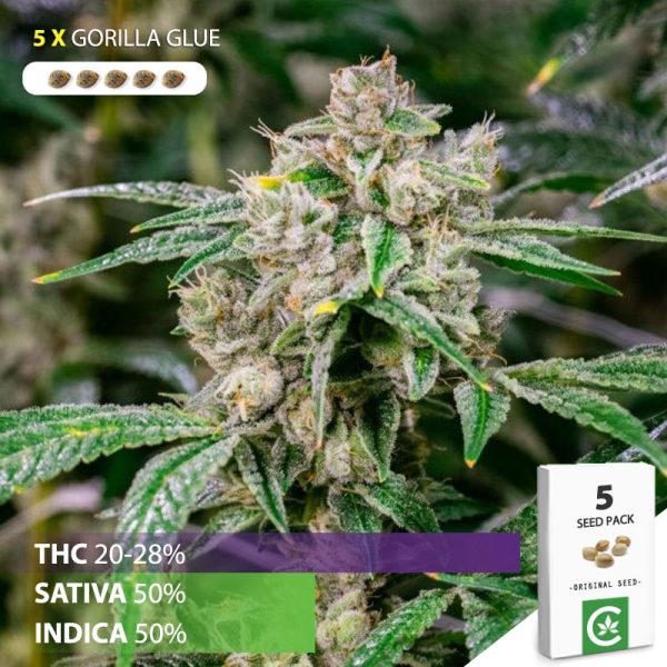 buy Gorilla Glue cannabis seeds for sale south africa 5 pack