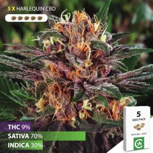 buy Harlequin CBD cannabis seeds for sale south africa 5 pack