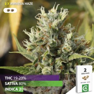 buy Amnesia Haze cannabis seeds for sale south africa 2 pack