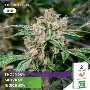 buy Gorilla Glue cannabis seeds for sale south africa 2 pack