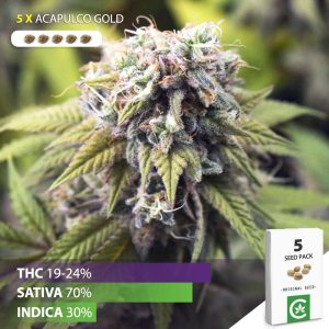 buy Acapulco Gold cannabis seeds for sale south africa 5 pack