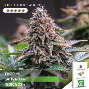 buy Charlotte's web cannabis seeds for sale south africa 5 pack