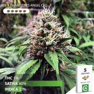 buy Charlotte's angel cannabis seeds for sale south africa 5 pack
