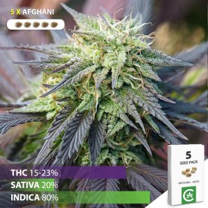 Buy Afghani cannabis seed for sale in South Africa