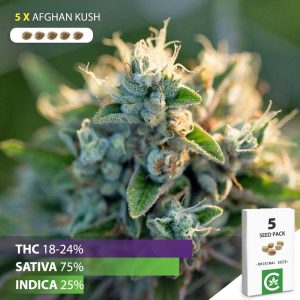 buy Afghan kush cannabis seeds for sale south africa 5 pack
