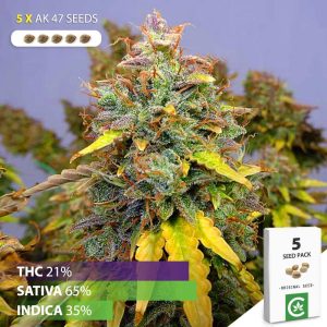 buy AK 47 cannabis seeds for sale south africa 5 pack.jpg