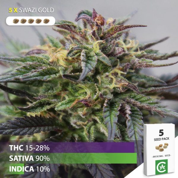 buy Swazi Gold cannabis seeds for sale south africa 5 pack