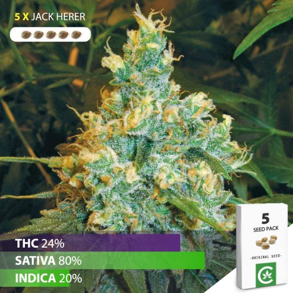 buy Jack herer cannabis seeds for sale south africa 5 pack