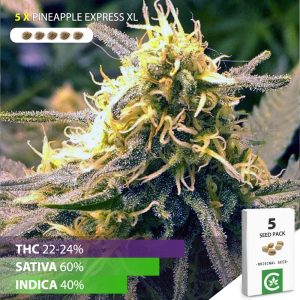 buy Pineapple Express xl cannabis seeds for sale south africa 5 pack