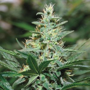 Buy Remedy cannabis seed for sale South Africa