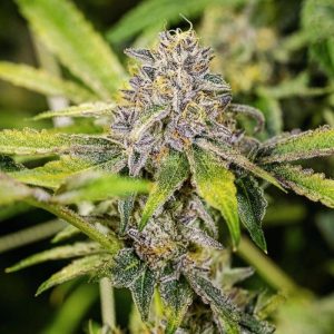 Buy Ringo's Gift cannabis seed for sale South Africa
