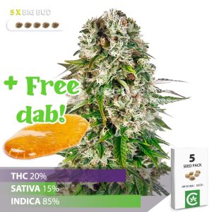 Buy big bud cannabis seeds south africa