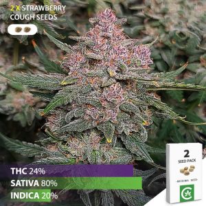 buy strawberry cough cannabis seeds for sale south africa 2 pack