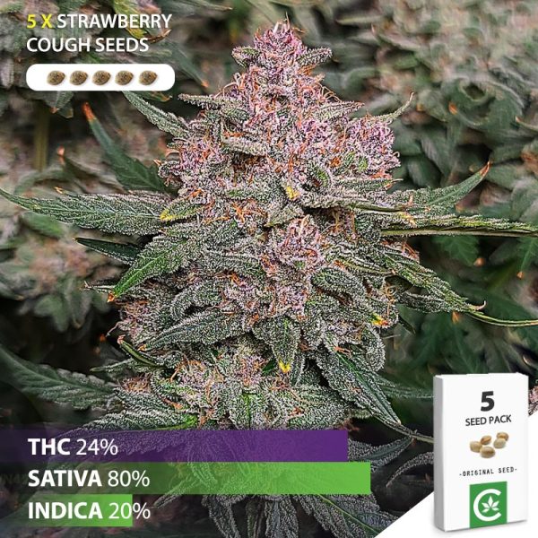 buy strawberry cough cannabis seeds for sale south africa 5 pack