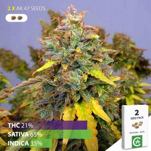buy AK 47 cannabis seeds for sale south africa 2 pack.jpg