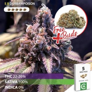 buy Durban Poison cannabis seeds for sale south africa 5 pack